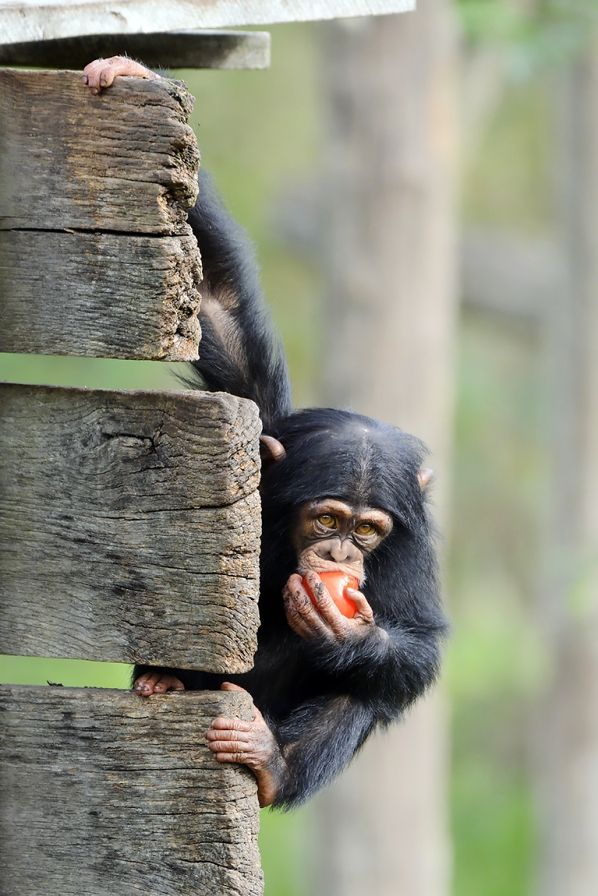 chimpansee (pan troglodytes) 10-2023 9030